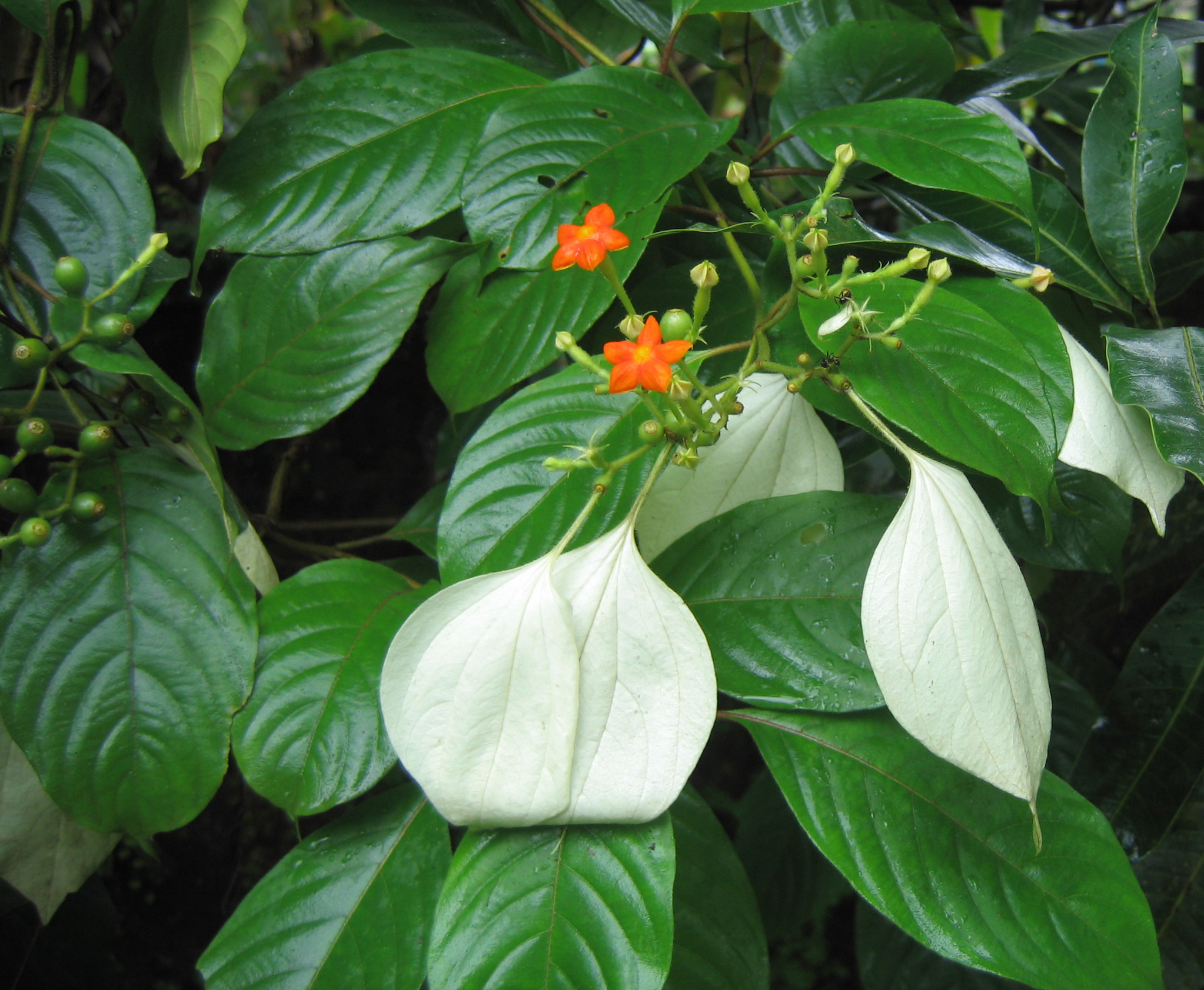 Mussaenda frondosa